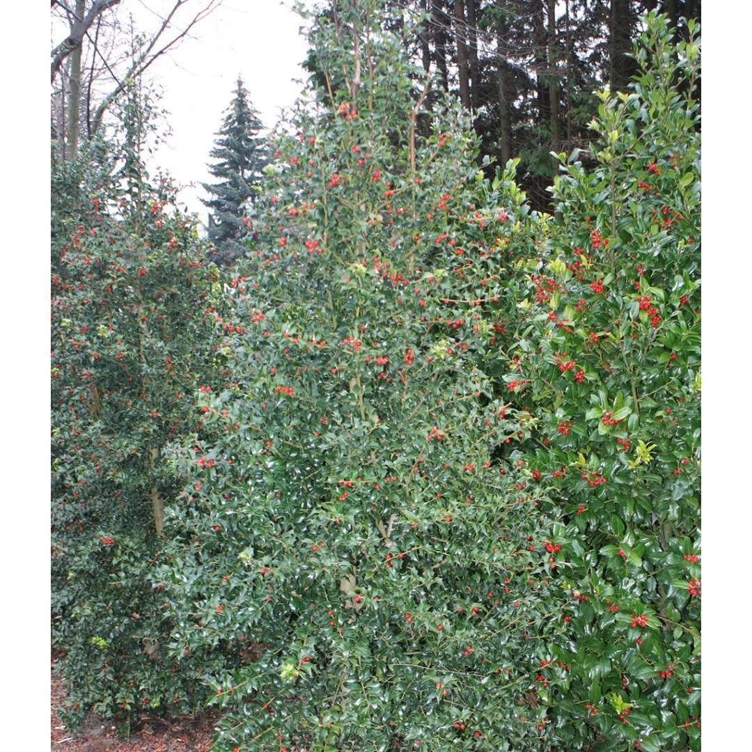 Ilex Dragon Lady Holly shrub evergreen bush for sale in Lebanon