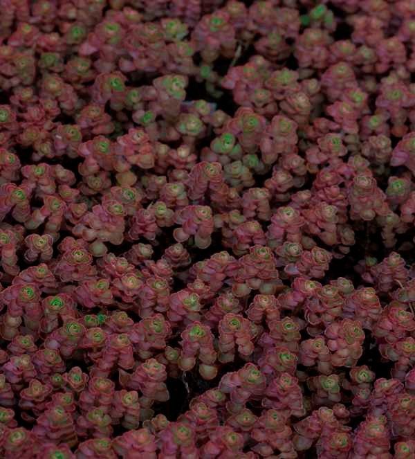 Sedum Dragon's Blood Stonecrop for sale in Lebanon