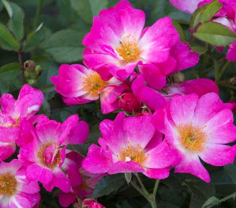Pink Drift Rose shrub flowering bush for sale in Lebanon