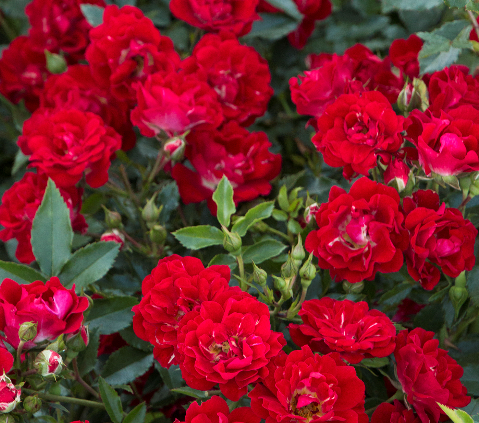 Red Drift Rose shrub flowering bush for sale in Lebanon