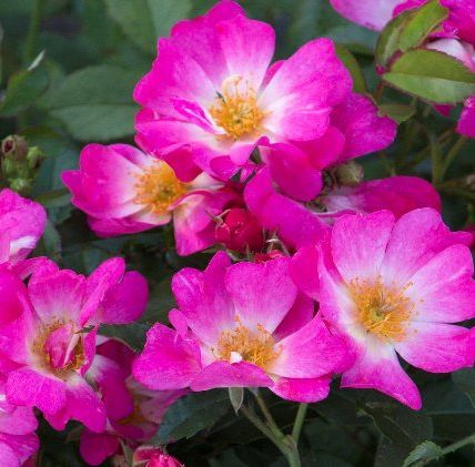 rose bush pink drift shrub