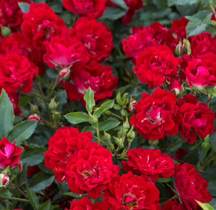rose bush red drift shrub for sale in Lebanon