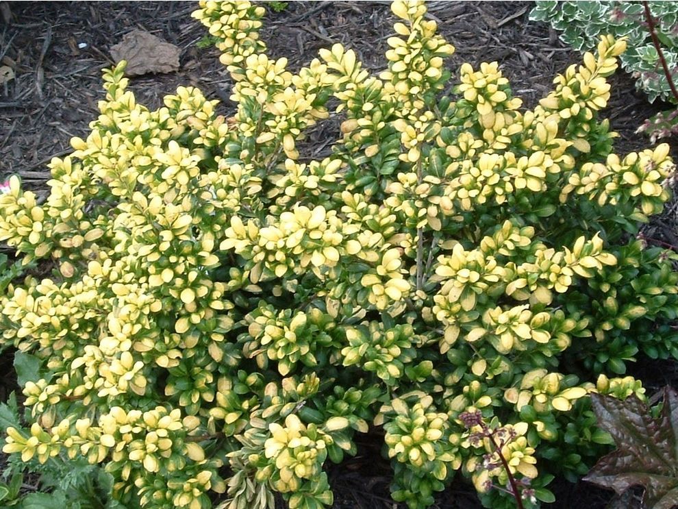 Ilex crenata Drops of Gold Holly shrub japanese evergreen bush for sale in Lebanon