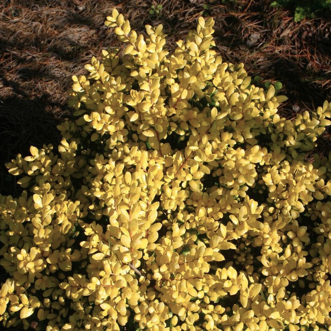 Ilex crenata Drops of Gold Holly shrub japanese evergreen bush for sale in Lebanon