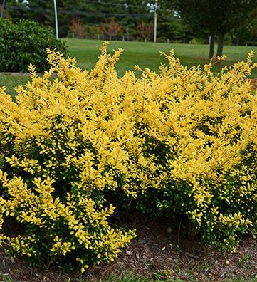 Helleri Holly - Evergreens - Nolt's Garden Center