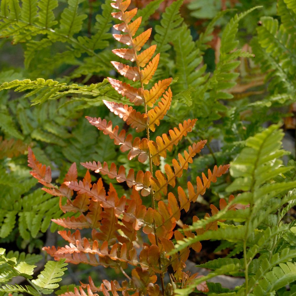 Dryopteris Erythrosora Autumn Brilliance Fern perennial for sale in Lebanon