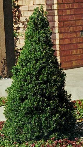 Picea glauca Dwarf Alberta Spruce shrub evergreen bush for sale in Lebanon