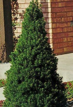 Picea Glauca Conica Dwarf Alberta Spruce
