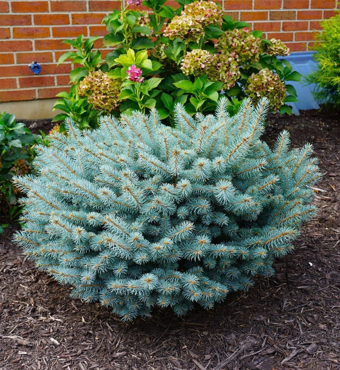 Picea Dwarf Globe Blue Spruce