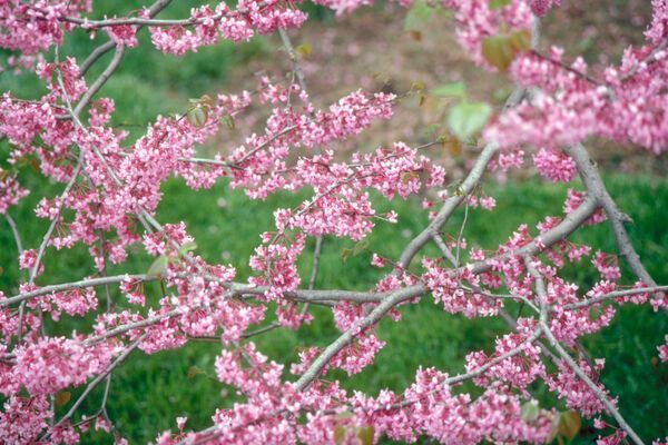 Cercis Canadensis Eastern Redbud Tree for sale in Lebanon
