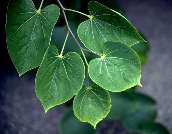 Cercis Canadensis Eastern Redbud Tree for sale in Lebanon