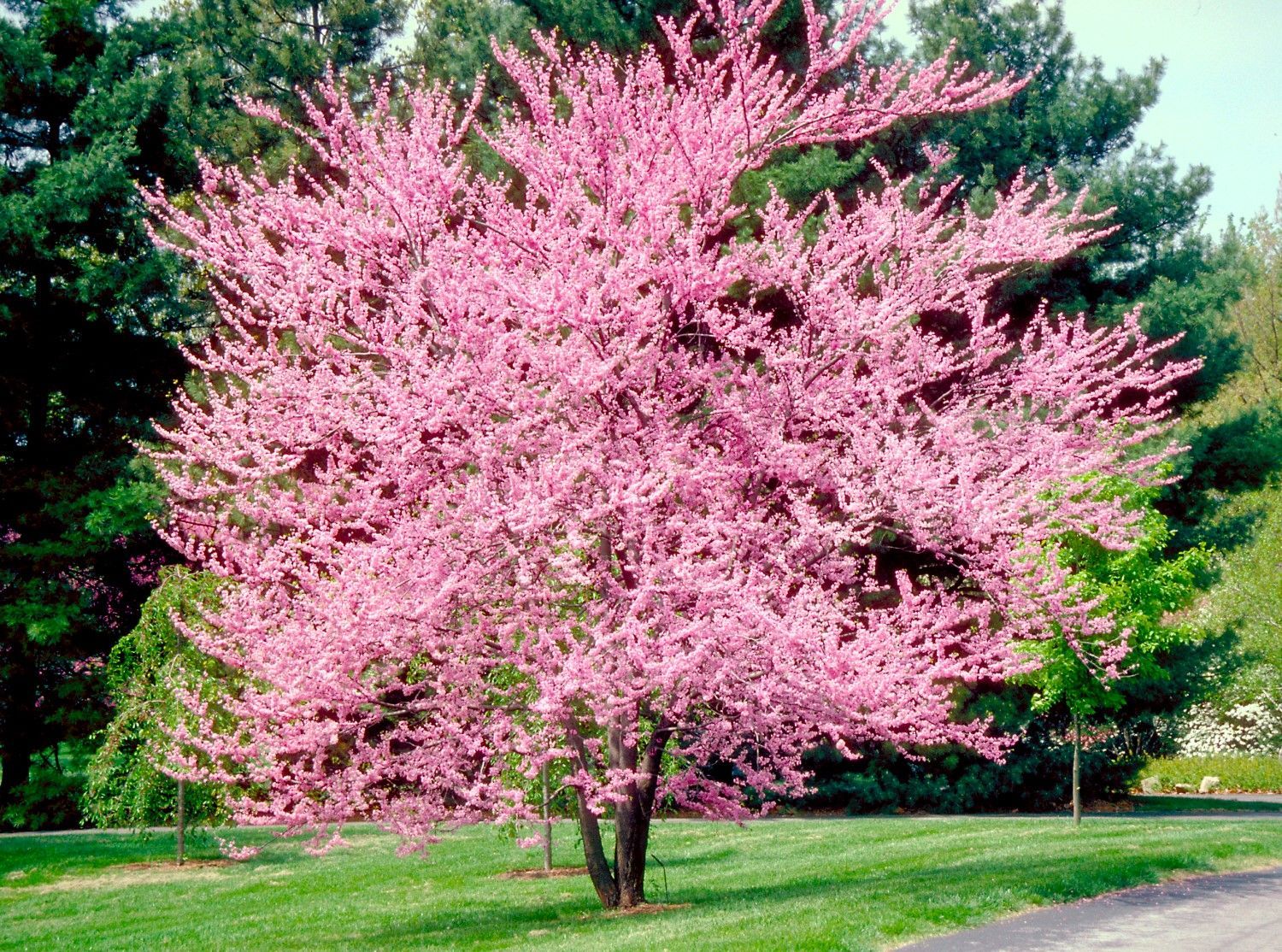 Cercis Canadensis Eastern Redbud Tree for sale in Lebanon