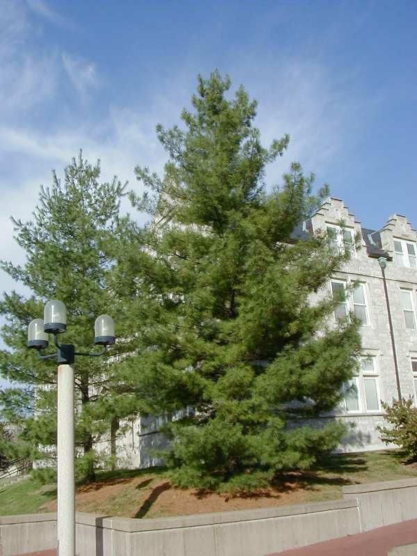 Pinus strobus Eastern White Pine  shrub evergreen bush for sale in Lebanon