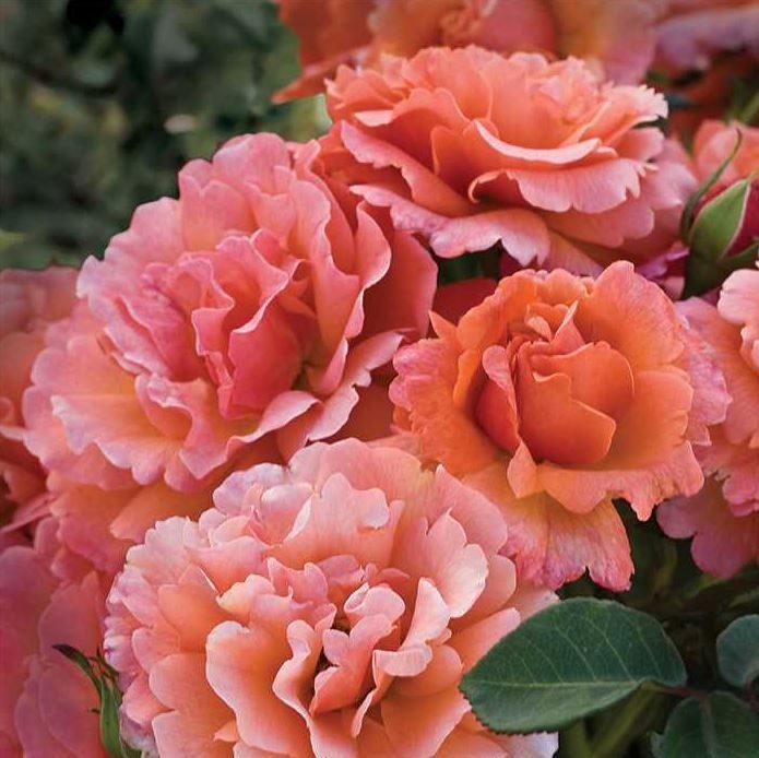 Easy Does It Rose shrub flowering bush for sale in Lebanon