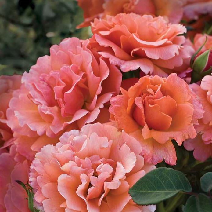 rose bush hassle free easy does it shrub for sale in Lebanon