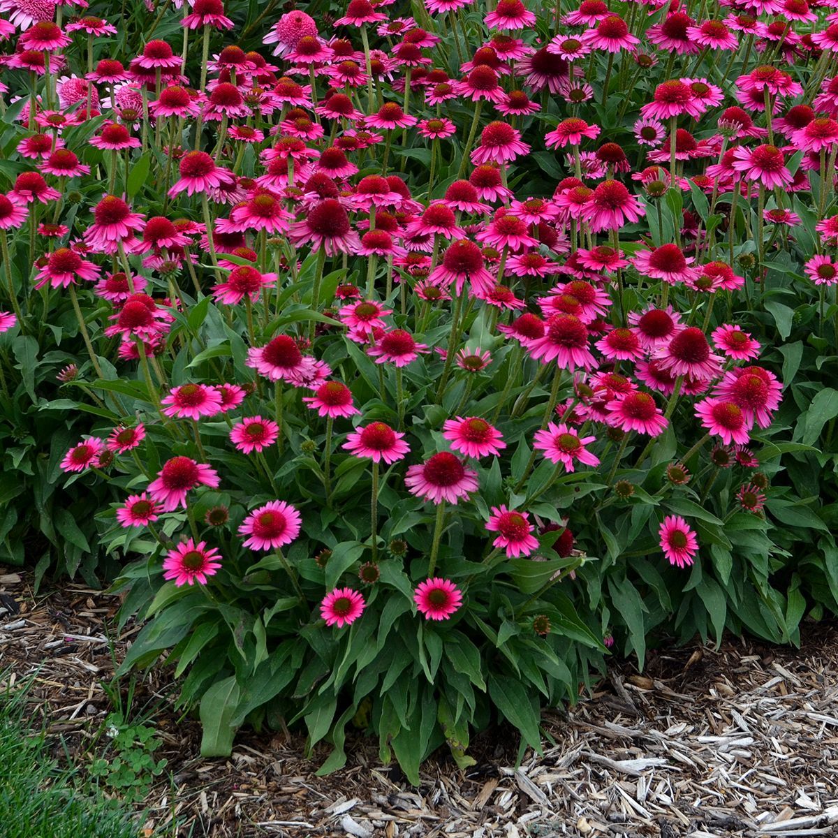 Echinacea Delicious Candy Coneflower perennial for sale in Lebanon