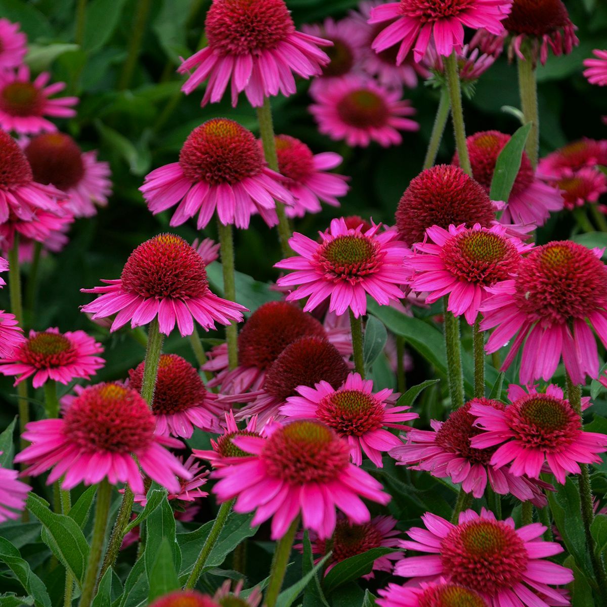 Echinacea Delicious Candy Coneflower perennial for sale in Lebanon