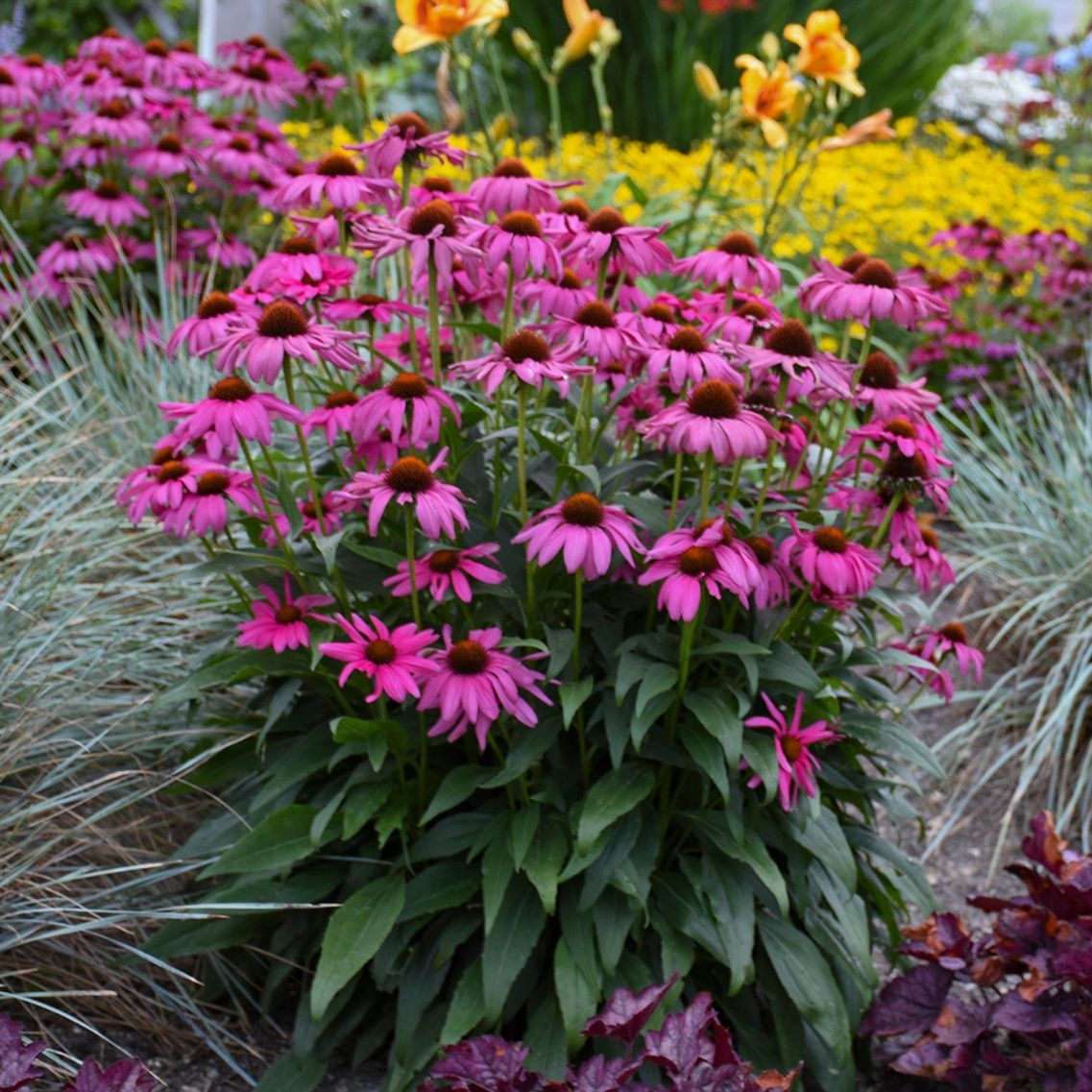 Echinacea Purple Emperor Coneflower perennial for sale in Lebanon