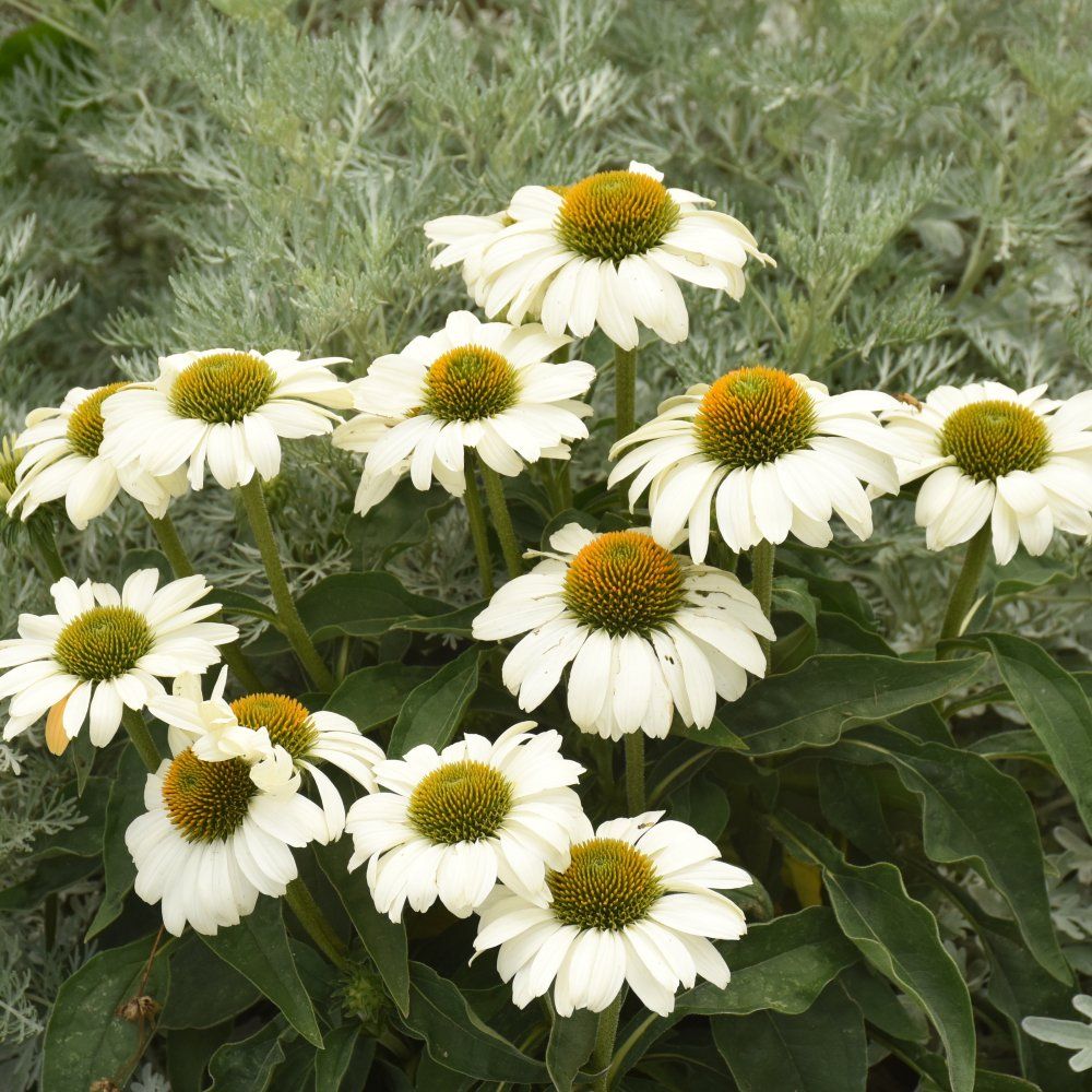 Echinacea coneflower perennials the price is white