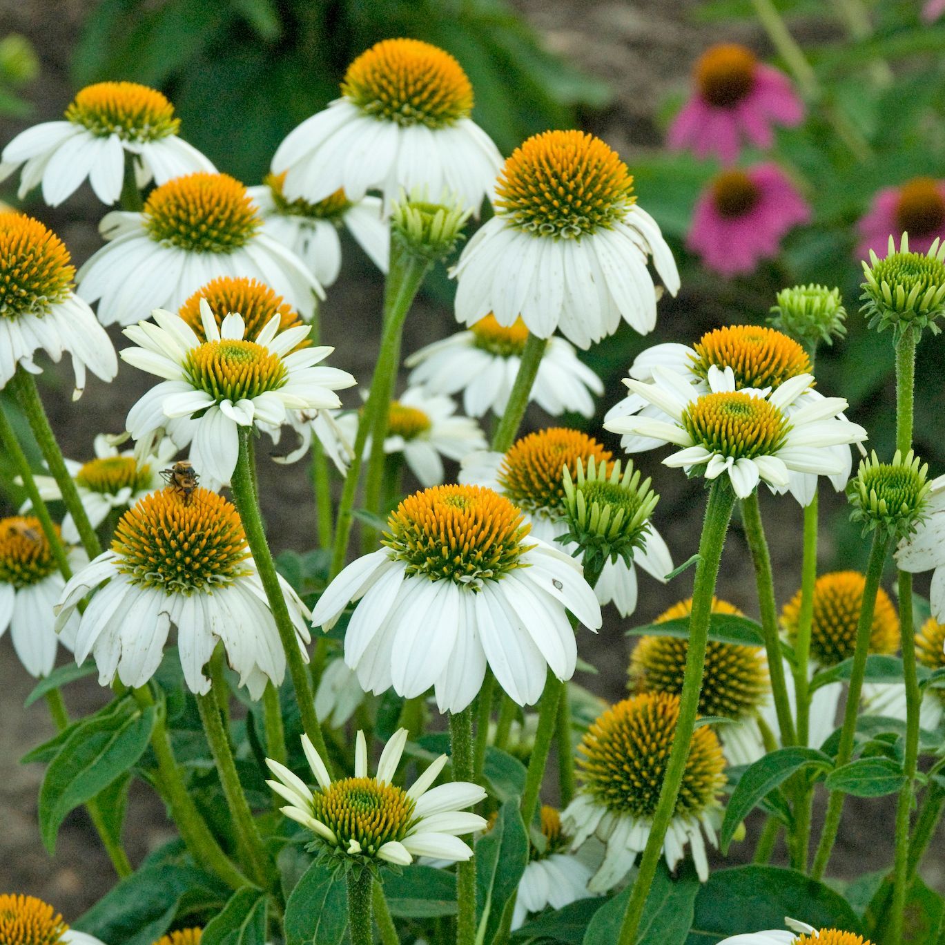 Echinacea Powwow White Coneflower perennial for sale in Lebanon