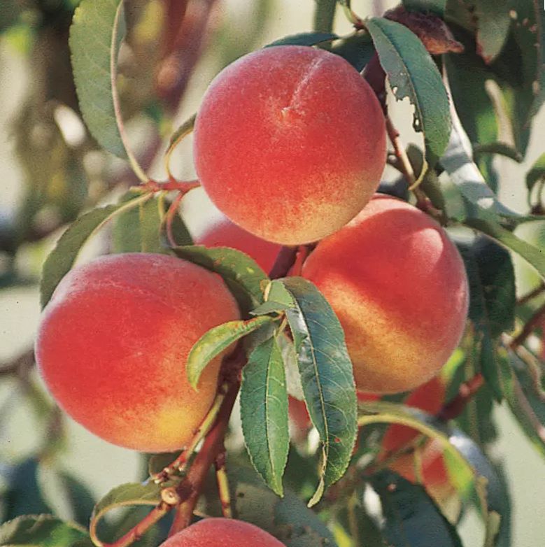 Elberta Peach tree fruit tree for sale in Lebanon