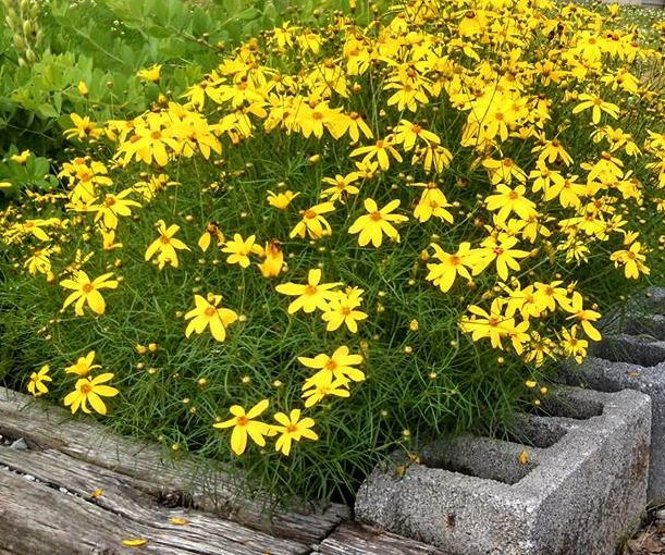 Coreopsis Electric Ave Tickseed threadleaf perennial for sale in Lebanon