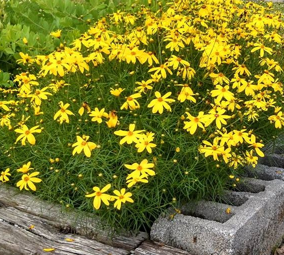 Coreopsis Electric Avenue Tickseed