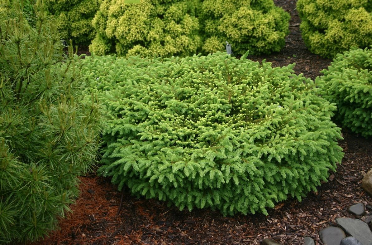 Picea abies Elegans Nest Spruce shrub dwarf evergreen bush for sale in Lebanon