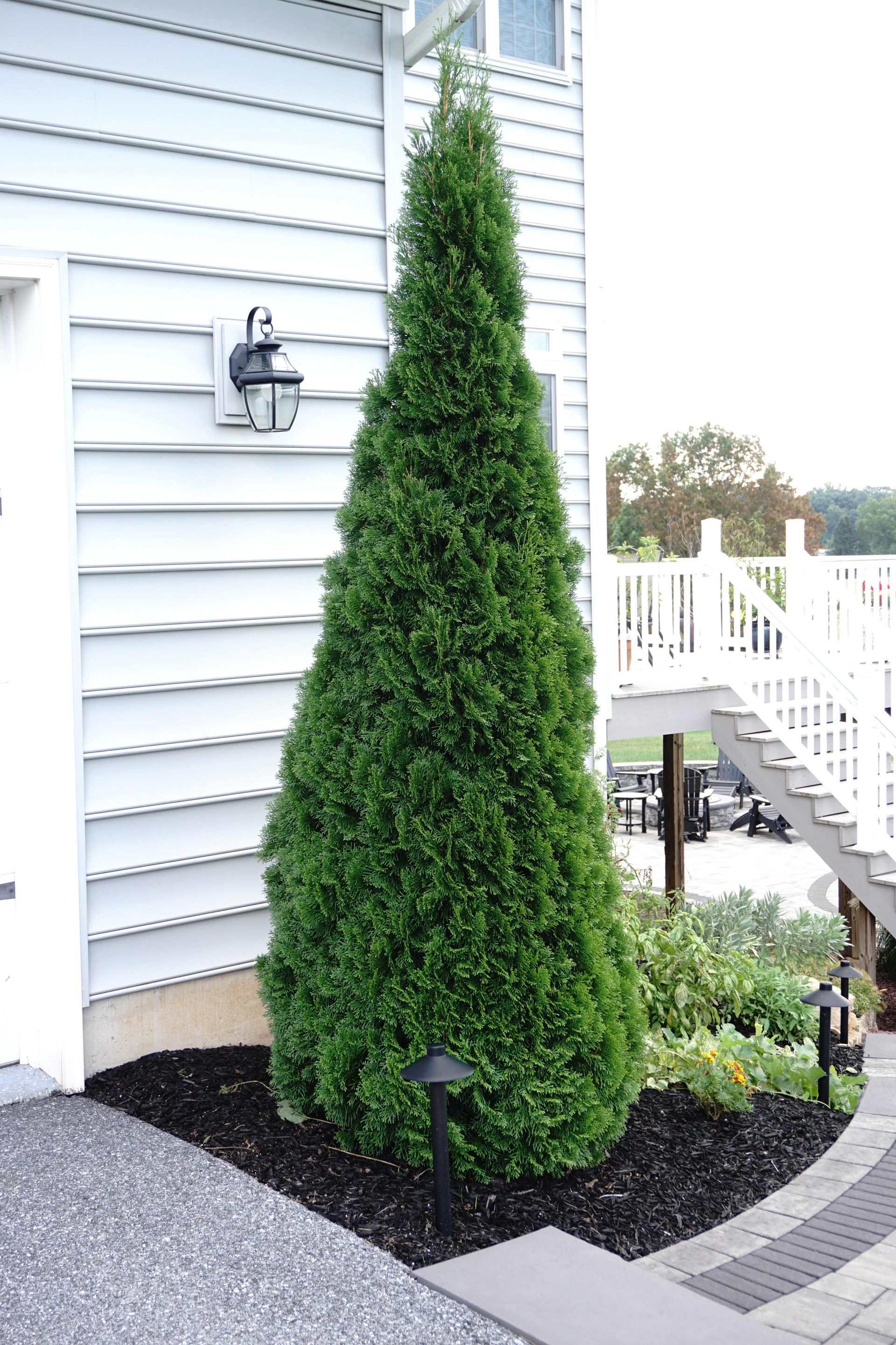 Thuja occidentalis Emerald Green Arborvitae shrub evergreen bush for sale in Lebanon