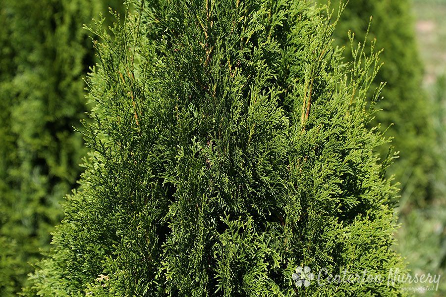 Thuja occidentalis Emerald Green Arborvitae shrub evergreen bush for sale in Lebanon