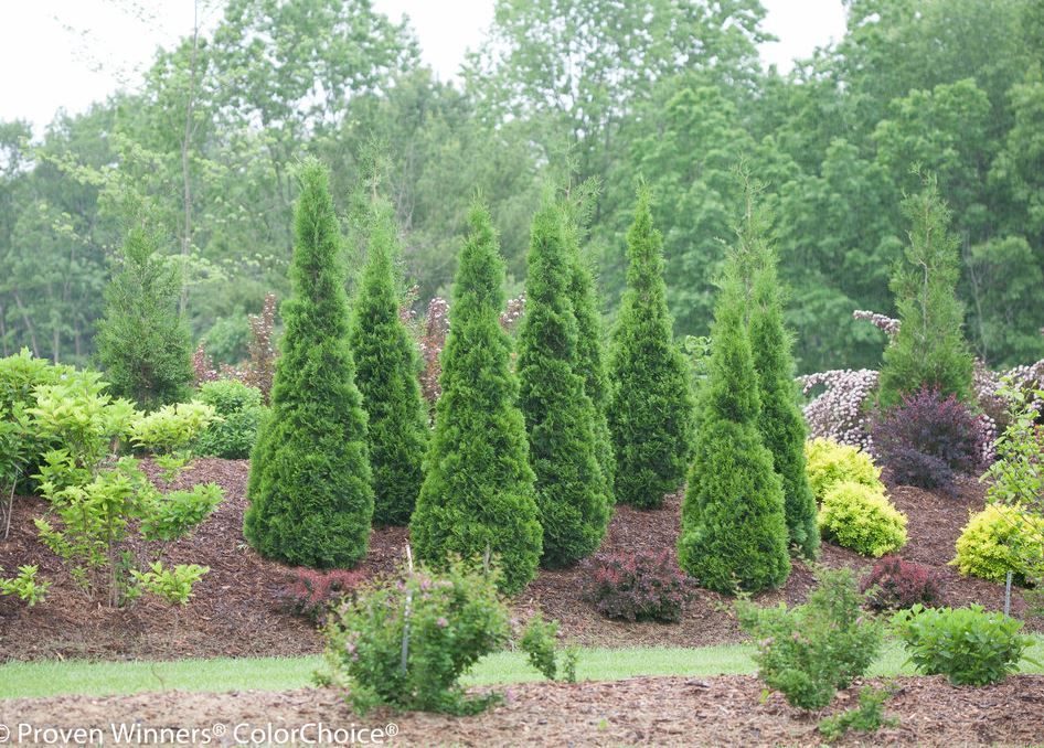 Thuja occidentalis Emerald Green Arborvitae shrub evergreen bush for sale in Lebanon