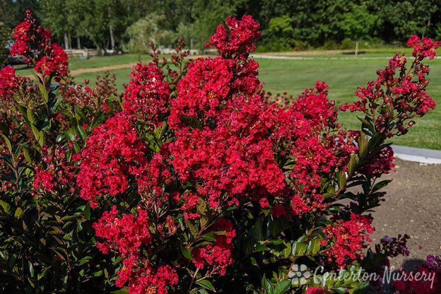 Lagerstroemia Enduring Summer Red Crapemyrtle Shrub dwarf flowering bush for sale in Lebanon