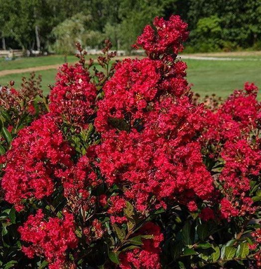 Enduring summer Crapemyrtle Lagerstroemia bush flowering shrub for sale in Lebanon