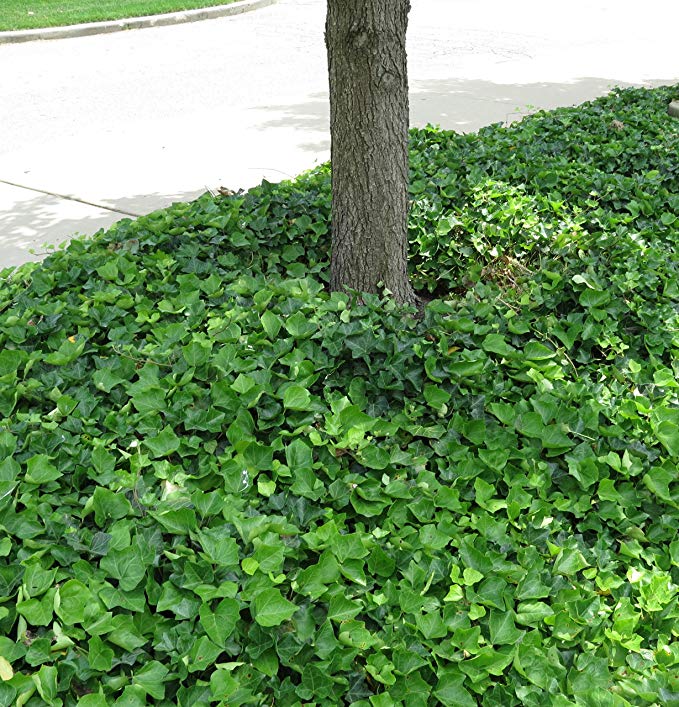 English Ivy ground cover