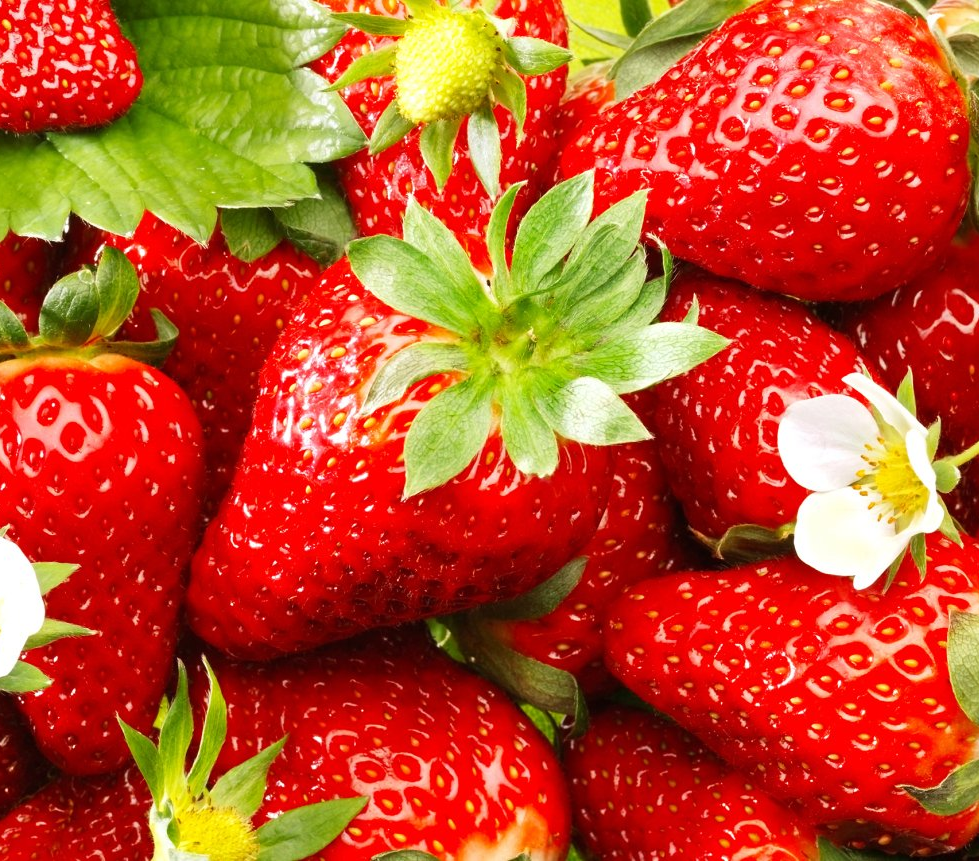 Quinault Everbearing Strawberry Plants for sale in Lebanon
