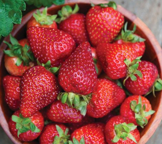 Seascape Everbearing Strawberry Plants for sale in Lebanon