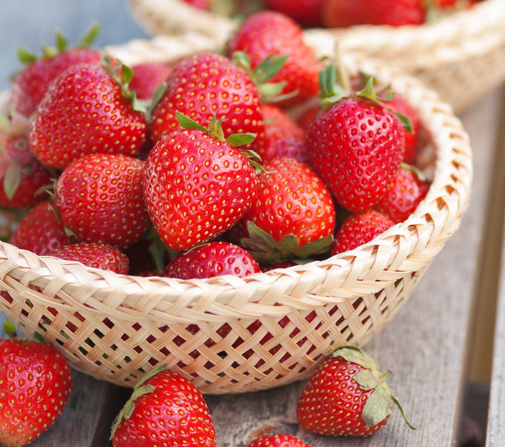 everbearing strawberries, june-bearing for sale