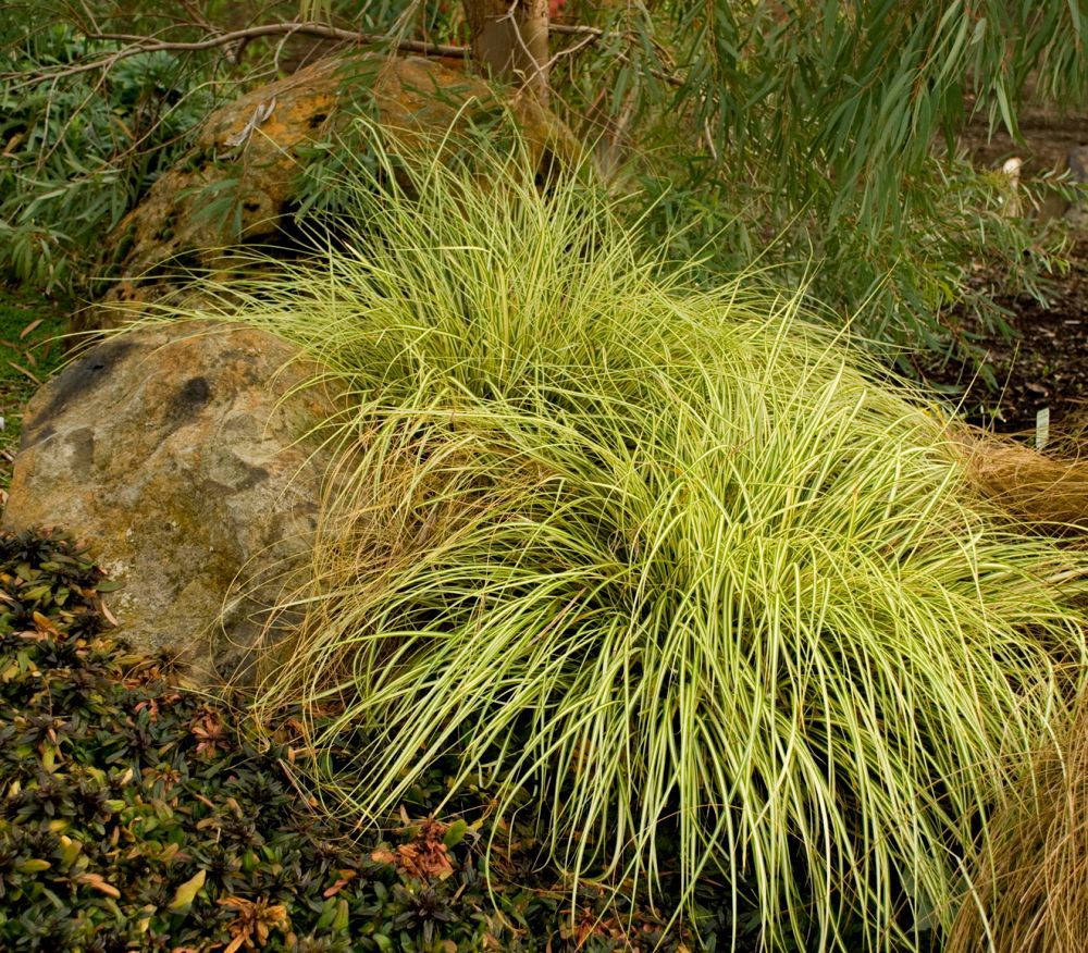 Carex oshimensis Evergold Dwarf Sedge Grass for sale in Lebanon