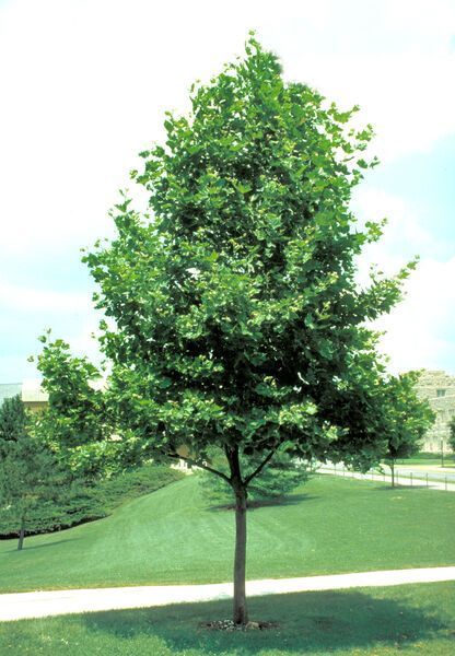 Platanus x acerifolia Morton Circle Exclamation! London Planetree Sycamore Tree for sale in Lebanon