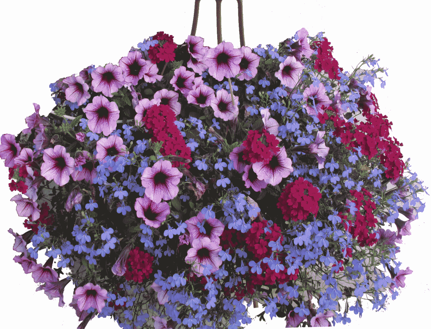 Express Yourself Petunia hanging basket flower mix for sale in Lebanon PA