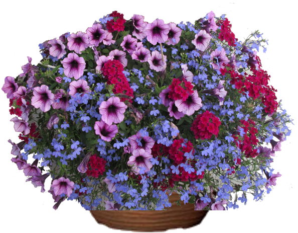 Express Yourself Petunia hanging basket flower mix for sale in Lebanon PA