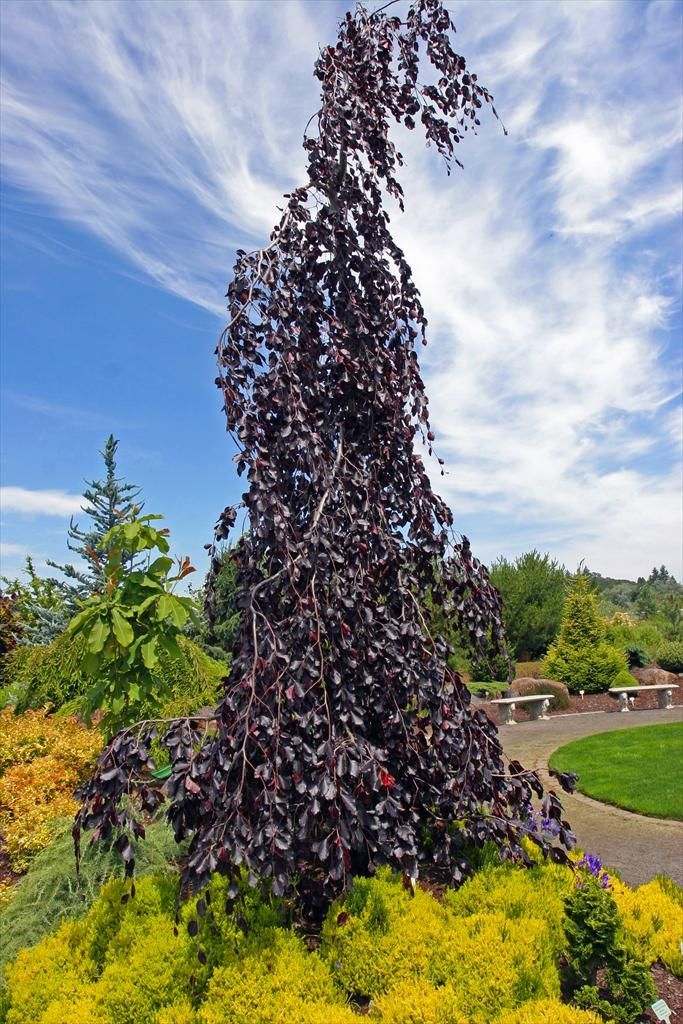 Fagus Sylvatica Purple Fountain Beech Tree for sale in Lebanon