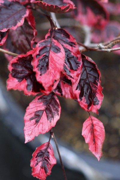 Fagus Sylvatica Roseomarginata Tricolor  Beech Tree for sale in Lebanon