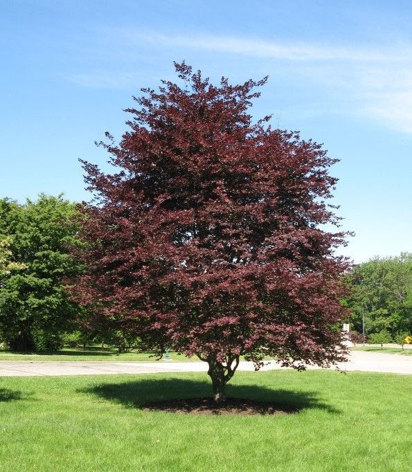 Fagus Sylvatica Roseomarginata Tricolor  Beech Tree for sale in Lebanon