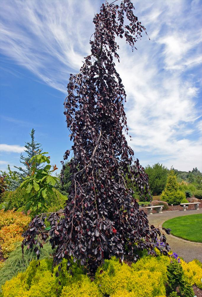 Fagus Purple Fountain Weeping Beech Tree
