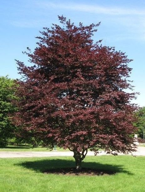 Fagus Rosea Marginata Tricolor Beech Tree