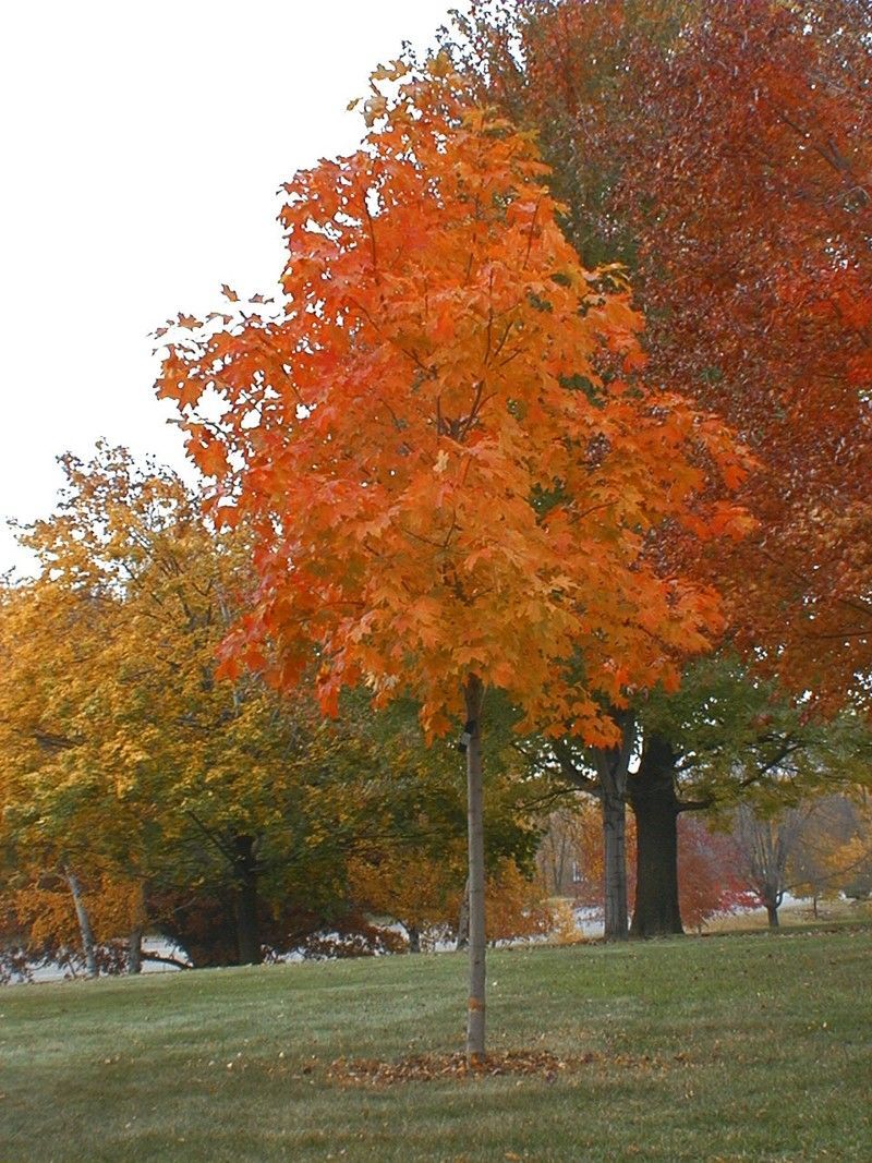 Acer saccharum Bailsta Fall Fiesta Sugar Maple Tree for sale in Lebanon