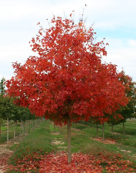 Acer saccharum Bailsta Fall Fiesta Sugar Maple Tree for sale in Lebanon