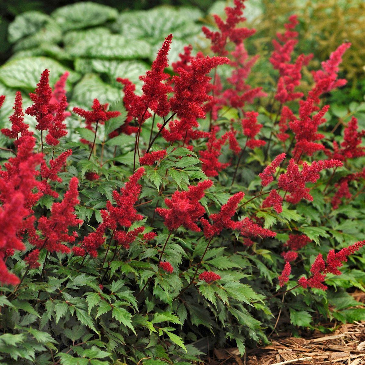 Fanal Astilbe perennial for sale in Lebanon