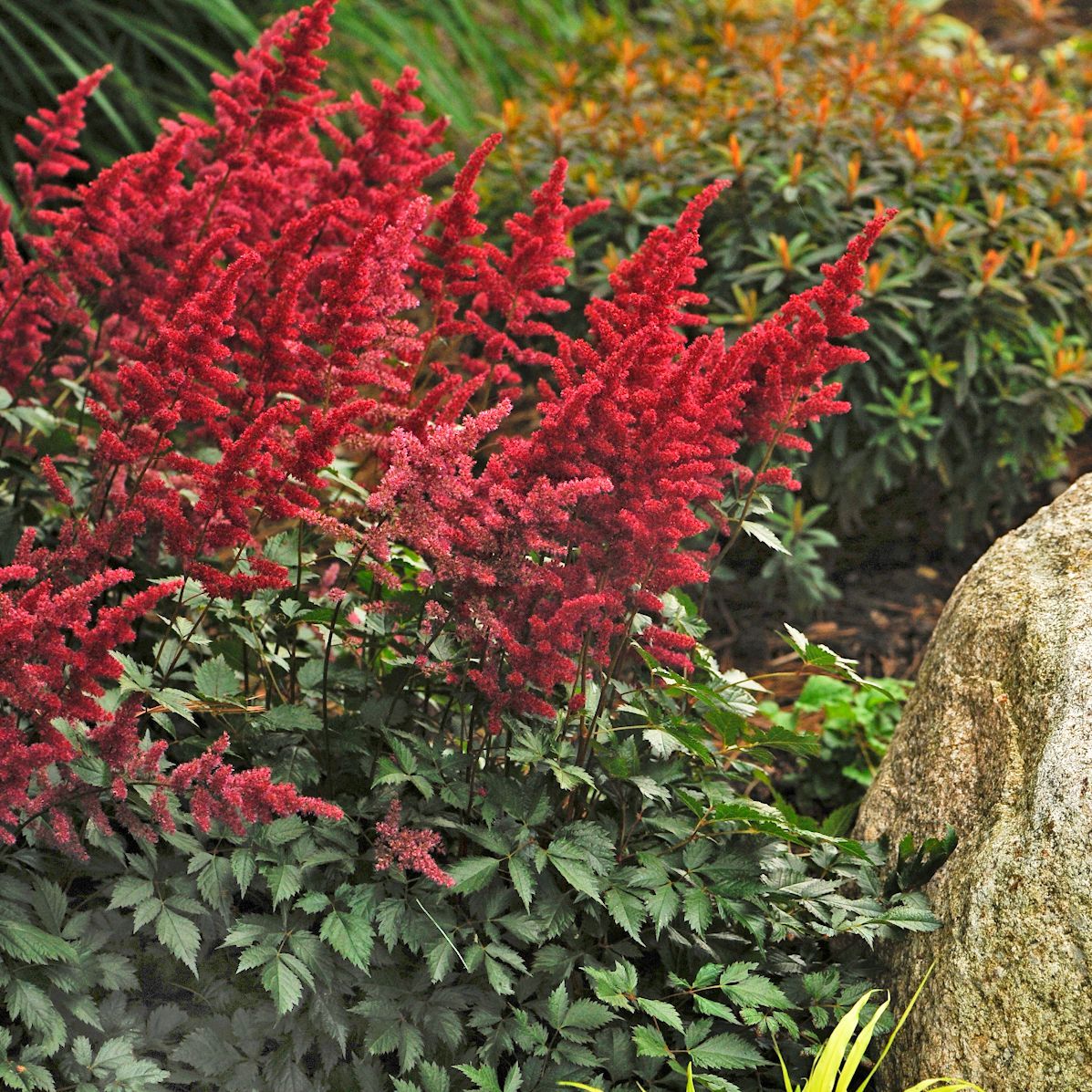 Fanal Astilbe perennial for sale in Lebanon